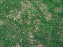 Green grass texture in the rainy season at the garden photo