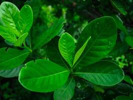 Fresh green leaves on rainy day for nature and environment background photo