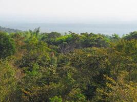 Trees in the forest for background about environment nature conservation photo