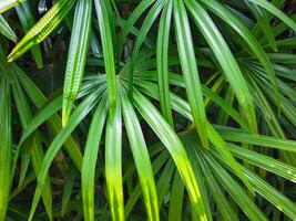 Close-up of leaves in the garden for a refreshing rainy season nature background. photo