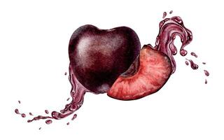Slice of Sweet Cherry fruit with dynamic liquid red juice and splashes. Cross section of juicy cherry berry. Isolated hand drawn watercolor illustration for menu, packaging of goods, advertisement vector