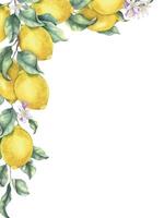 Frame of lemon branches, fruits, flowers and leaves. Isolated hand drawn watercolor template of Tropical citrus fruits. Citric layer for menu, package, cosmetic, textile, cards vector