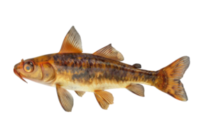 High-resolution image of a colorful fish species, suitable for marine biology studies, aquacultural designs, and educational purposes. png