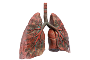 Detailed anatomical model of human lungs showing bronchial tubes and vascular system, ideal for medical education, healthcare, and respiratory studies. png