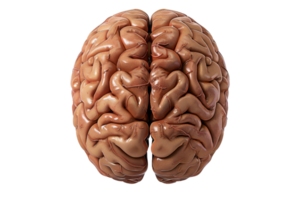 High-resolution image of a human brain, showcasing intricate details of the organ's structure. Ideal for scientific and educational use. png