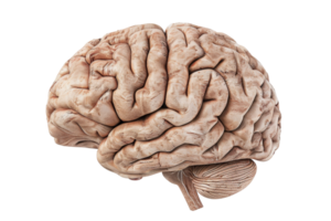 High-resolution image of a human brain, showcasing intricate details of the cerebral cortex and overall structure. png