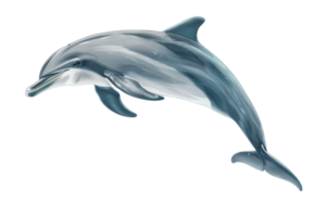 A bottlenose dolphin leaps gracefully out of the water, its sleek body glistening in the sun. png