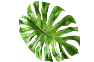 Close-up image of a vibrant green monstera leaf isolated on a transparent background. showcasing its distinctive split and perforated structure. png