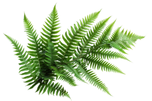 Close-up of a frond of a fern against isolated on transparent background. png