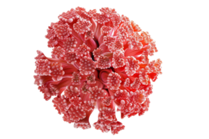 Close-up of a vibrant, pink coral specimen showcasing intricate textures and structures against a plain transparent background. png