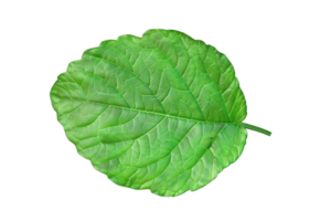 Close-up of a vibrant, green leaf with visible veins and detailed texture, isolated on a transparent background. Perfect for botanical and nature themes. png