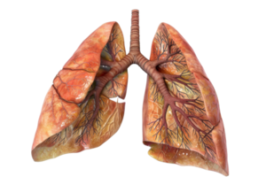 Detailed 3D illustration of human lungs showing anatomy and bronchi structure, suitable for medical and educational use. png