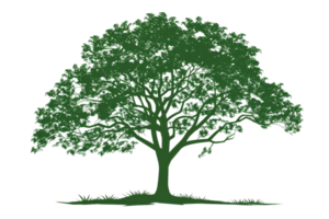 minimal and elegant illustration of a green tree with deep roots png