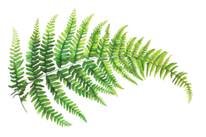 frond of a fern. The frond is green and has a delicate appearance. png