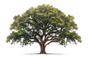 ampla e velho árvore com verde folhas. a árvore é dentro foco e tem uma muitos do detalhe. a fundo é Fora do foco e é uma Sombrio cor. png