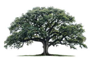 big tree with green leaves. The tree is in a field with green grass. The sky is blue and there are some clouds in the sky. png