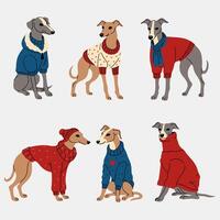 Set of greyhound dogs in clothes. graphics. vector