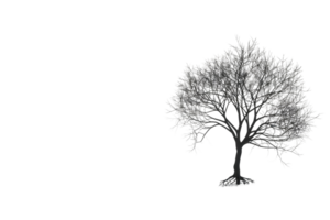 black photo of a tree with no leaves. Its branches are bare. The tree stands alone against a white background. png