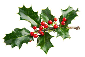 Holly branch with red berries isolated on transparent background png