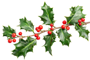 Holly branch with red berries isolated on transparent background png