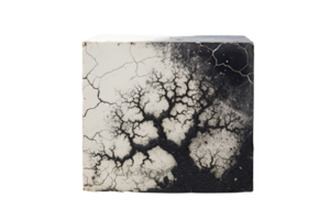 A black and white photo of a tree with roots showing. The photo is of a stone block with a tree on it png