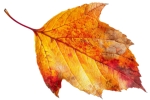 A leaf with a brown tip and a red center png