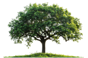 A large tree with green leaves is standing on a hill. The tree is the main focus of the image, and it is a beautiful and peaceful scene. The hill and the tree together create a sense of serenity png