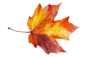 Close-up of a vibrant autumn leaf featuring a beautiful gradient from yellow to deep red, showcasing the essence of fall foliage. png