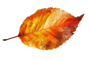 Close-up of a vibrant, colorful autumn leaf showcasing intricate details and gradient hues of red, orange, and yellow on a transparent background. png