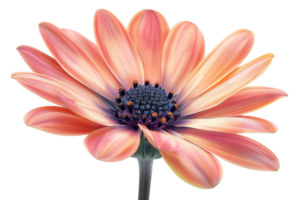 A single orange flower with a blue center. The flower is the main focus of the image. The color of the flower is bright and vibrant, which gives the image a cheerful and lively mood png