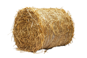 Close-up image of a large round hay bale isolated on a transparent background. showcasing agricultural and farming elements. png