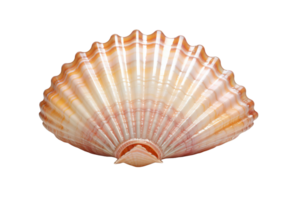 A shell with a yellow and orange pattern. The shell is open and has a pinkish hue png