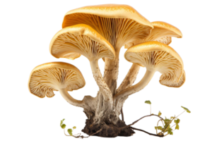 A large mushroom with many branches and a brown stem. The mushroom is surrounded by green leaves. The image has a natural and earthy feel to it png