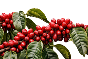 A bunch of red berries hanging from a tree. The berries are ripe and ready to be picked png