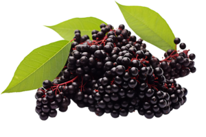 A bunch of black berries with green leaves. The berries are small and round. The leaves are green and have a pointed tip png