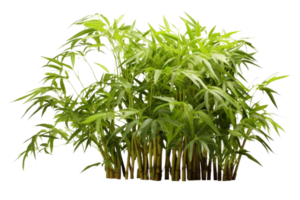 A bunch of bamboo plants are growing in a row. The plants are green and tall, and they are arranged in a way that creates a sense of depth and dimension. The image conveys a feeling of growth png
