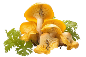 A bunch of yellow mushrooms are on top of some green herbs. The mushrooms are arranged in a way that they look like they are growing out of the herbs. The image has a natural and earthy feel to it png
