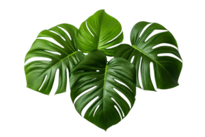 A beautiful close-up of lush green monstera leaves, displaying intricate patterns and vibrant color, perfect for nature and botanical themes. png