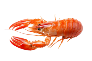 Close-up image of a vibrant orange shrimp against a transparent background. showcasing its detailed texture and vibrant coloration. png