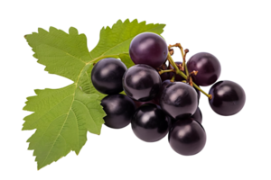 A bunch of black grapes are on a leaf. The grapes are small and round. The leaf is green and has a few veins png