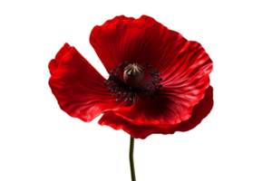 A red poppy flower with a black center. The flower is the only thing in the image png