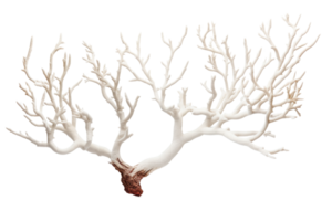 A white coral tree branch with a red tip. The branch is long and slender, with a few small bumps along its length. Scene is serene and peaceful, as the tree branch seems to be standing tall png