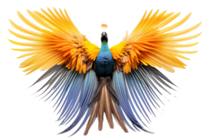 A colorful bird with a long tail and a large head. The bird is in the air and has a bright yellow and blue color png