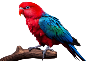 A colorful parrot perched on a branch. The bird is red and blue, with a bright green tail. The image has a lively and cheerful mood, as the bird's vibrant colors png
