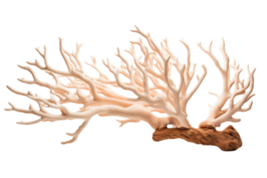 uma branco coral ramo com Castanho pontas. a ramo é grandes e afinar, com muitos pequeno galhos chegando fora do isto. a imagem tem uma sereno e pacífico humor png