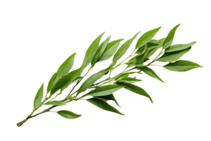 A leafy green plant with a long stem. The stem is thin and the leaves are long and thin png