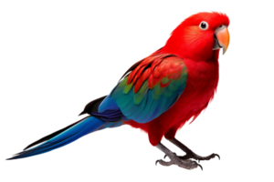 Vibrant red parrot with colorful feathers perched against a transparent background. Great for wildlife and exotic bird imagery. png