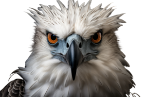 A bald eagle with a fierce look on its face. The bird's eyes are open and its beak is pointed png