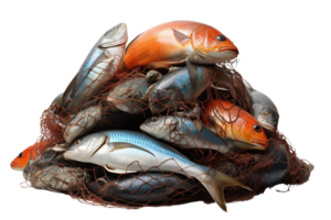 A pile of various fish caught in a fishing net, showcasing a variety of species in vibrant colors, ready for culinary preparation. png