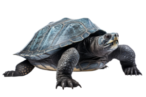 A turtle is laying on its back with its head sticking out. The turtle is blue and white png